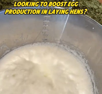 A tojás termelésének növelése a csirkékben?